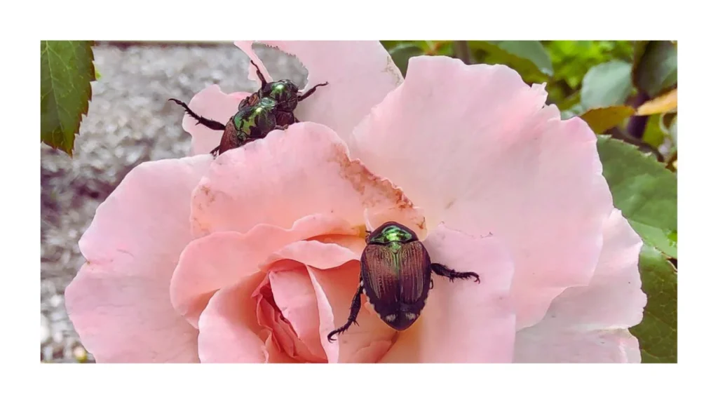 Japanese beetle adult feeding