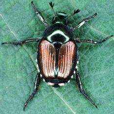 Japanese beetle adult on leaf
