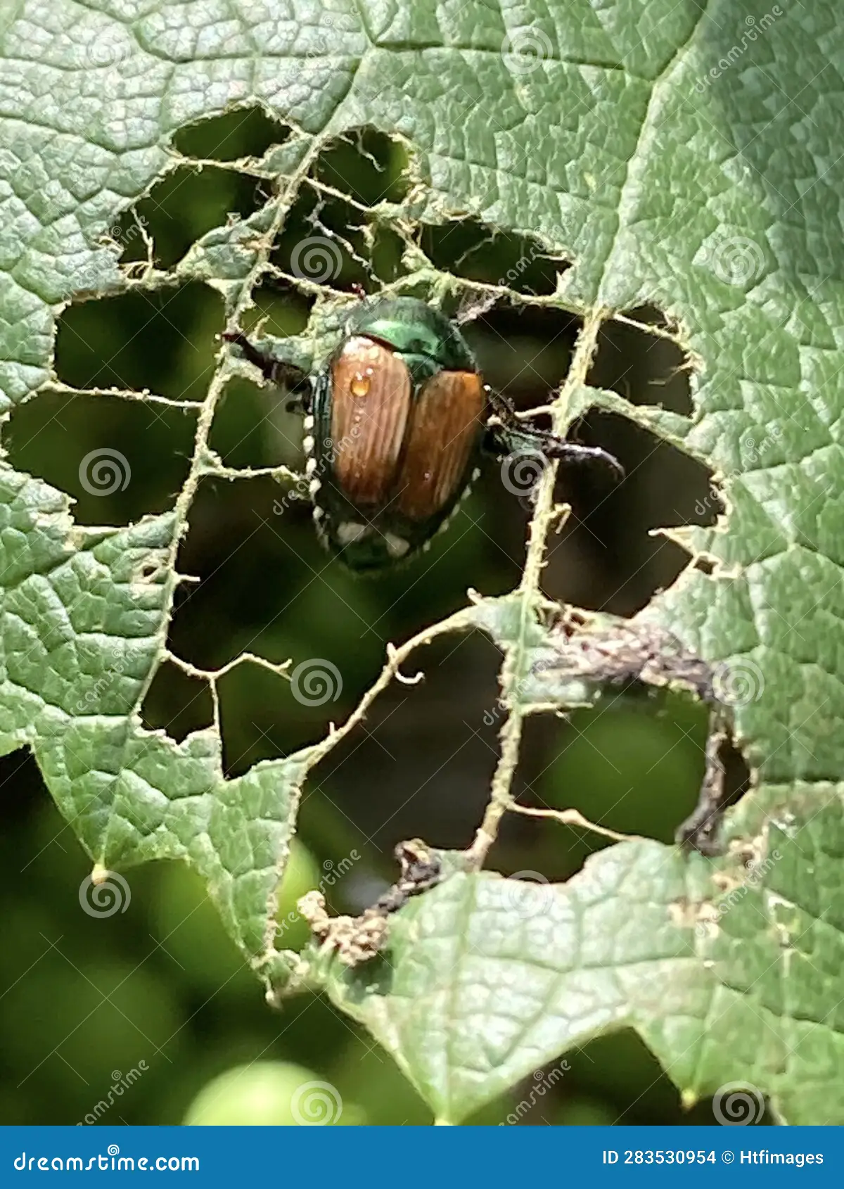 Japanese beetle adult on leaf