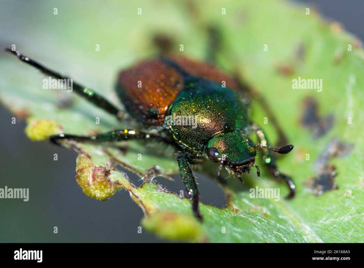 Japanese beetle adult on leaf