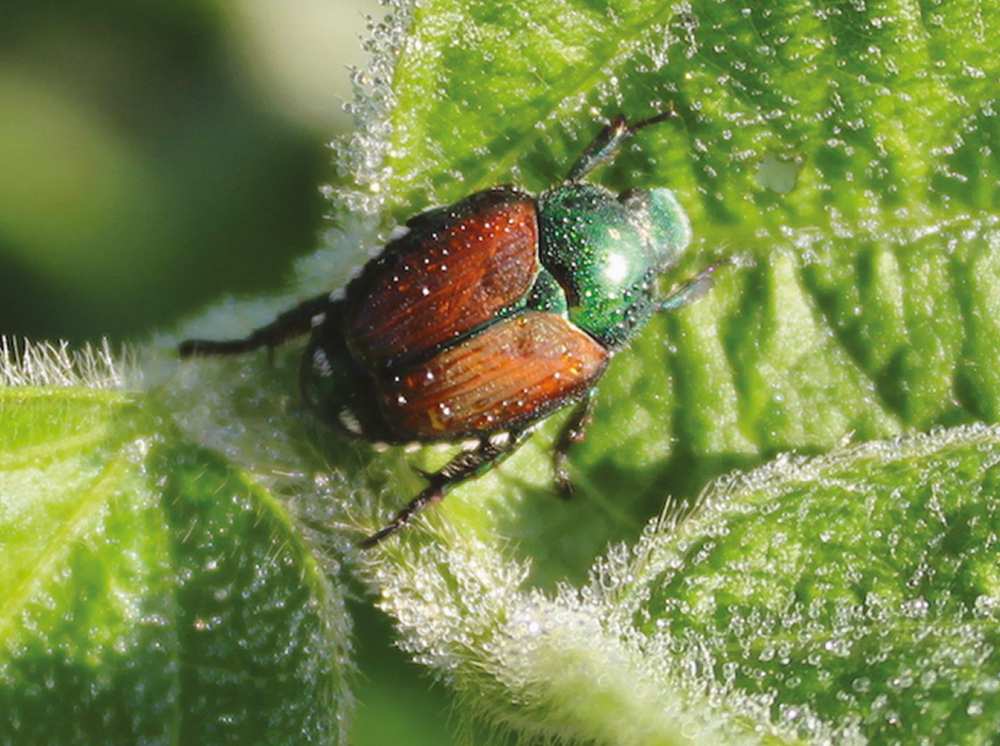 Japanese beetle adult on leaf
