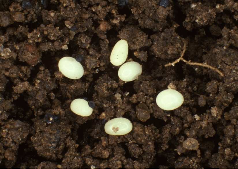 Japanese beetle eggs identification