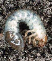 Japanese beetle grub close up