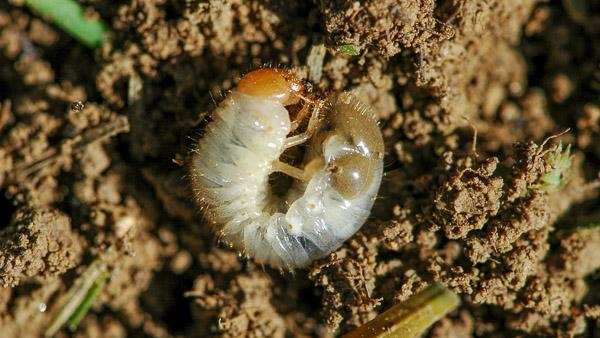 Japanese beetle grub identification