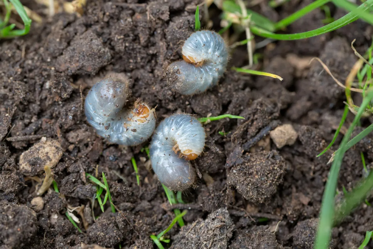 Japanese beetle grub identification