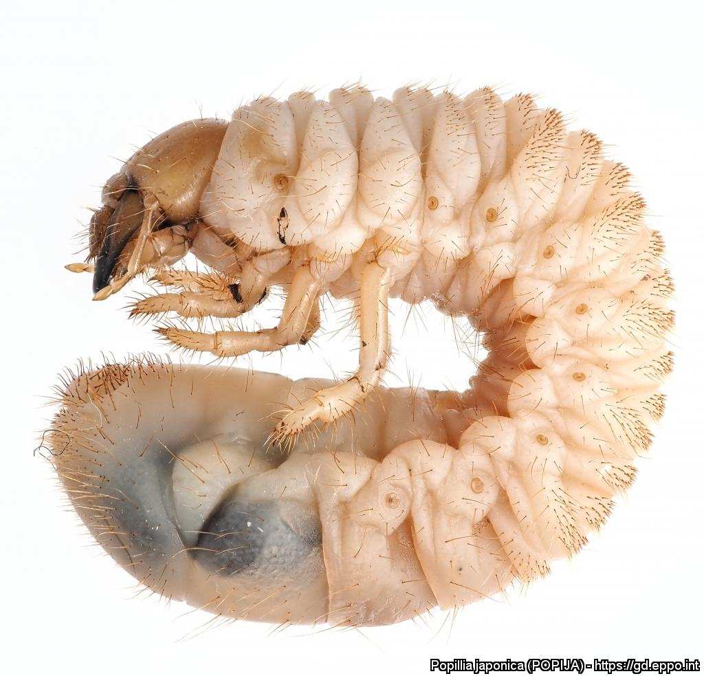 Japanese beetle grub identification