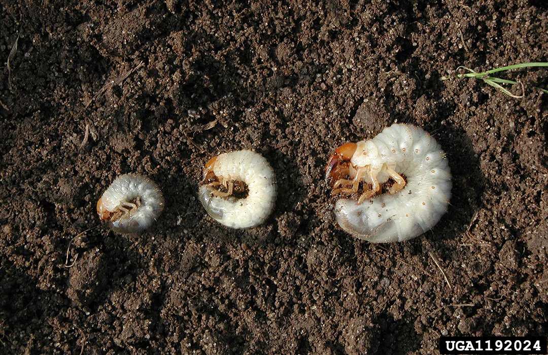 Japanese beetle grub identification