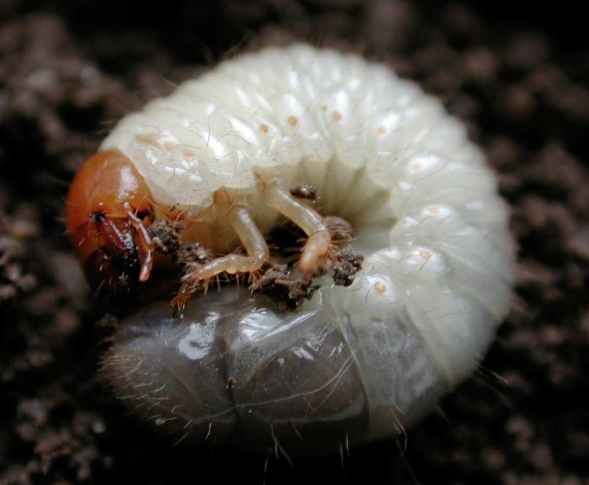 Japanese beetle grub identification