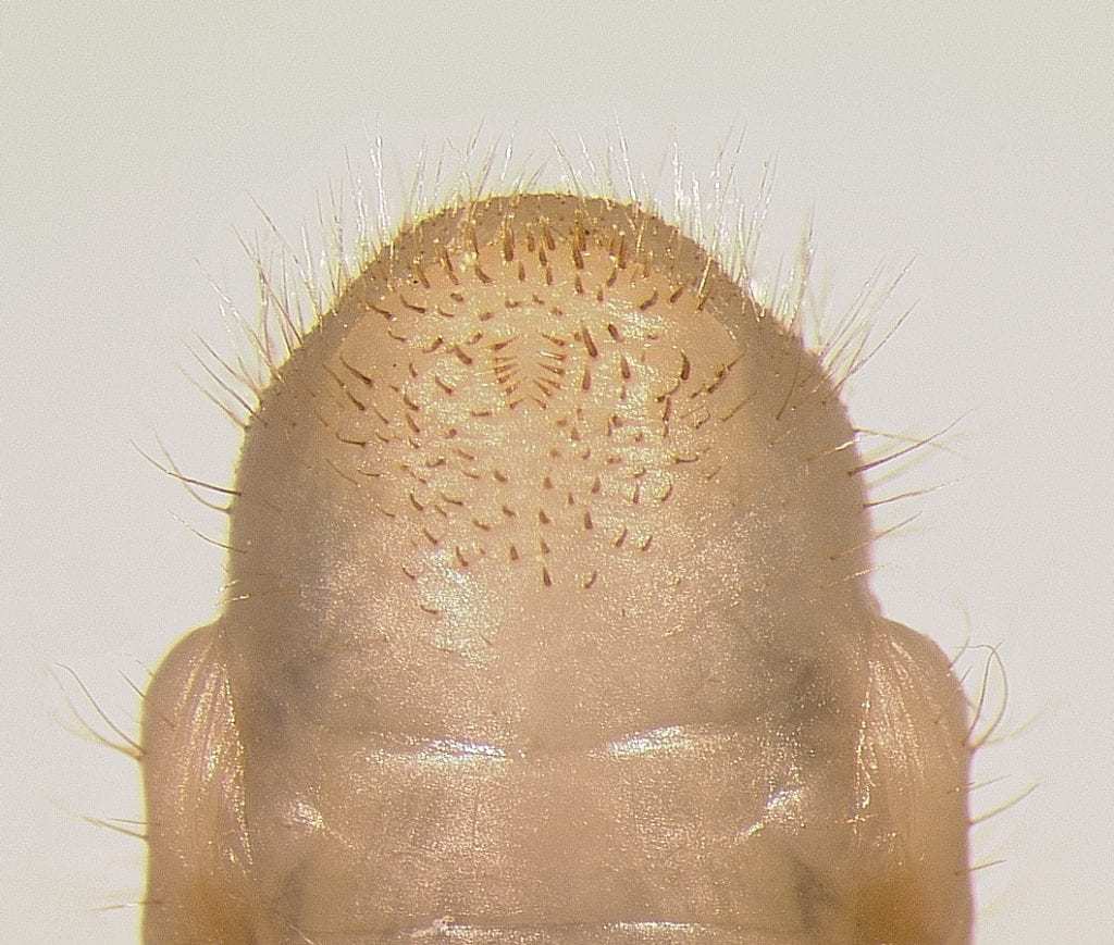 Japanese beetle grub identification