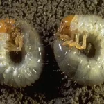 Japanese beetle grub identification