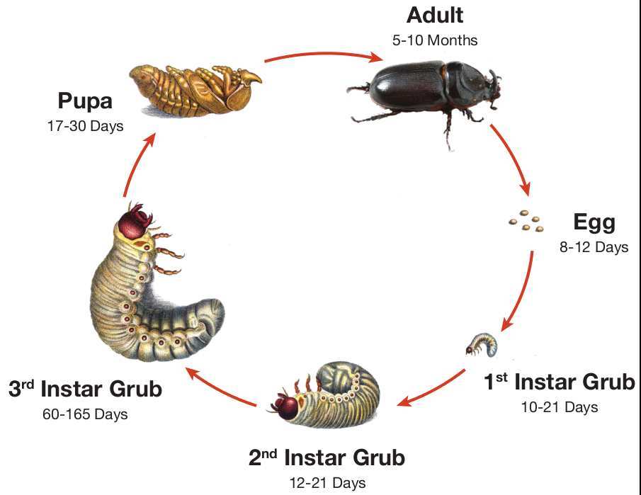Japanese beetle grub life cycle diagram