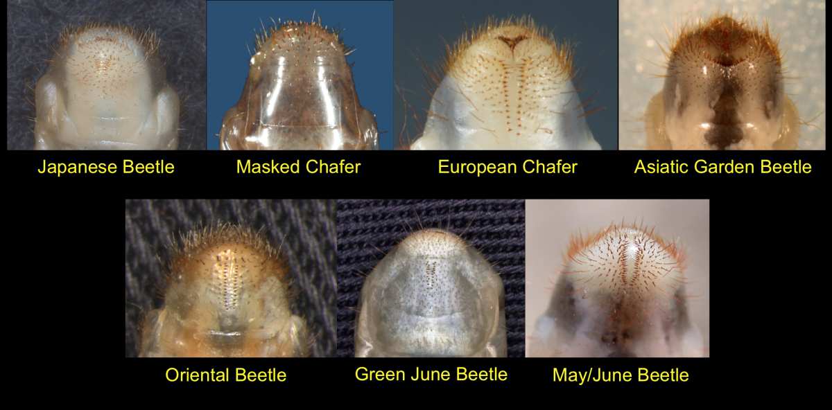 Japanese beetle grub species comparison