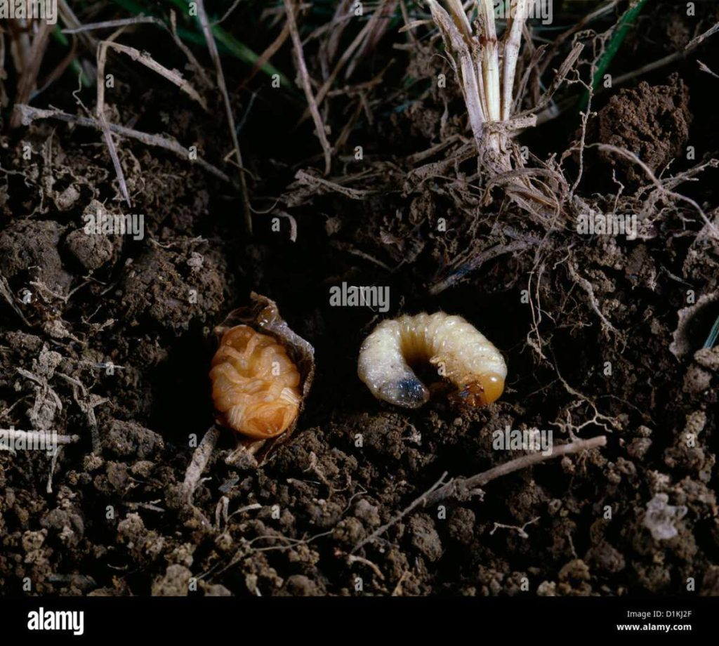 Japanese beetle larvae