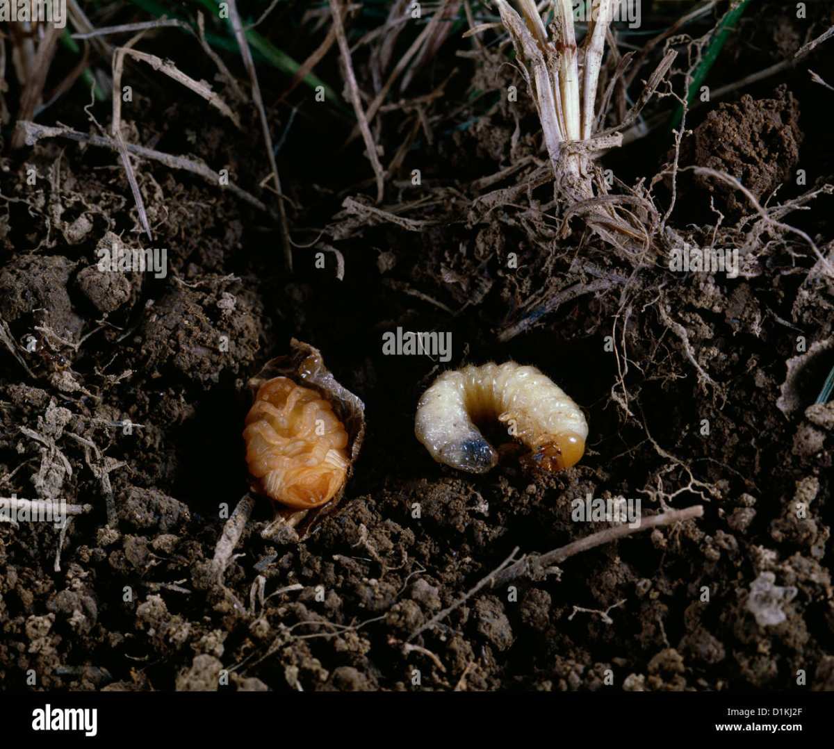 Japanese beetle larvae