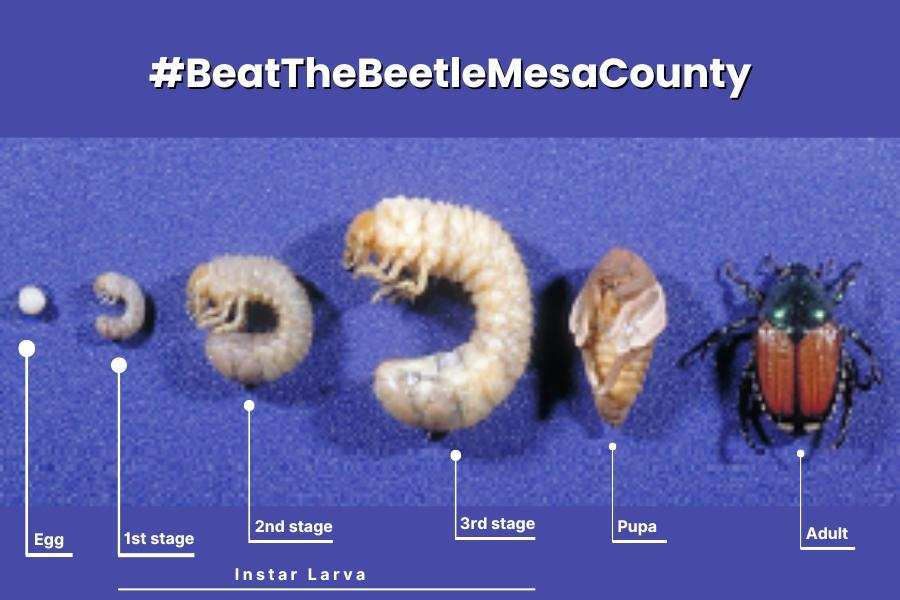 Japanese beetle life cycle diagram