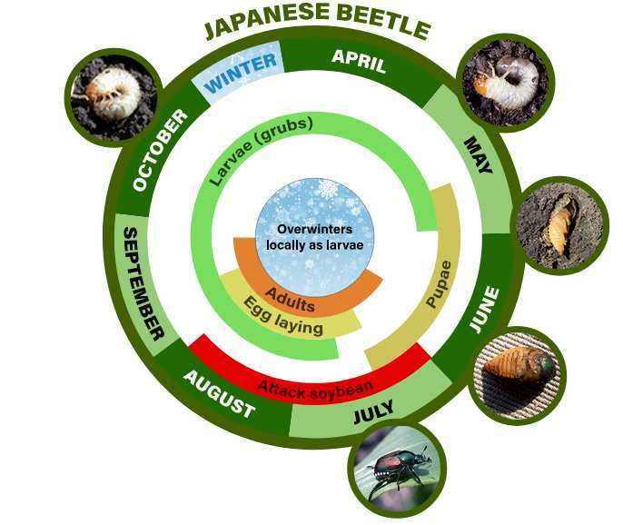 Japanese beetle life cycle diagram