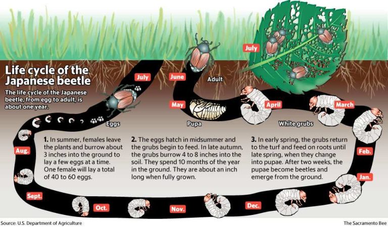 Japanese beetle life cycle