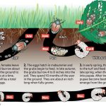 Japanese beetle life cycle