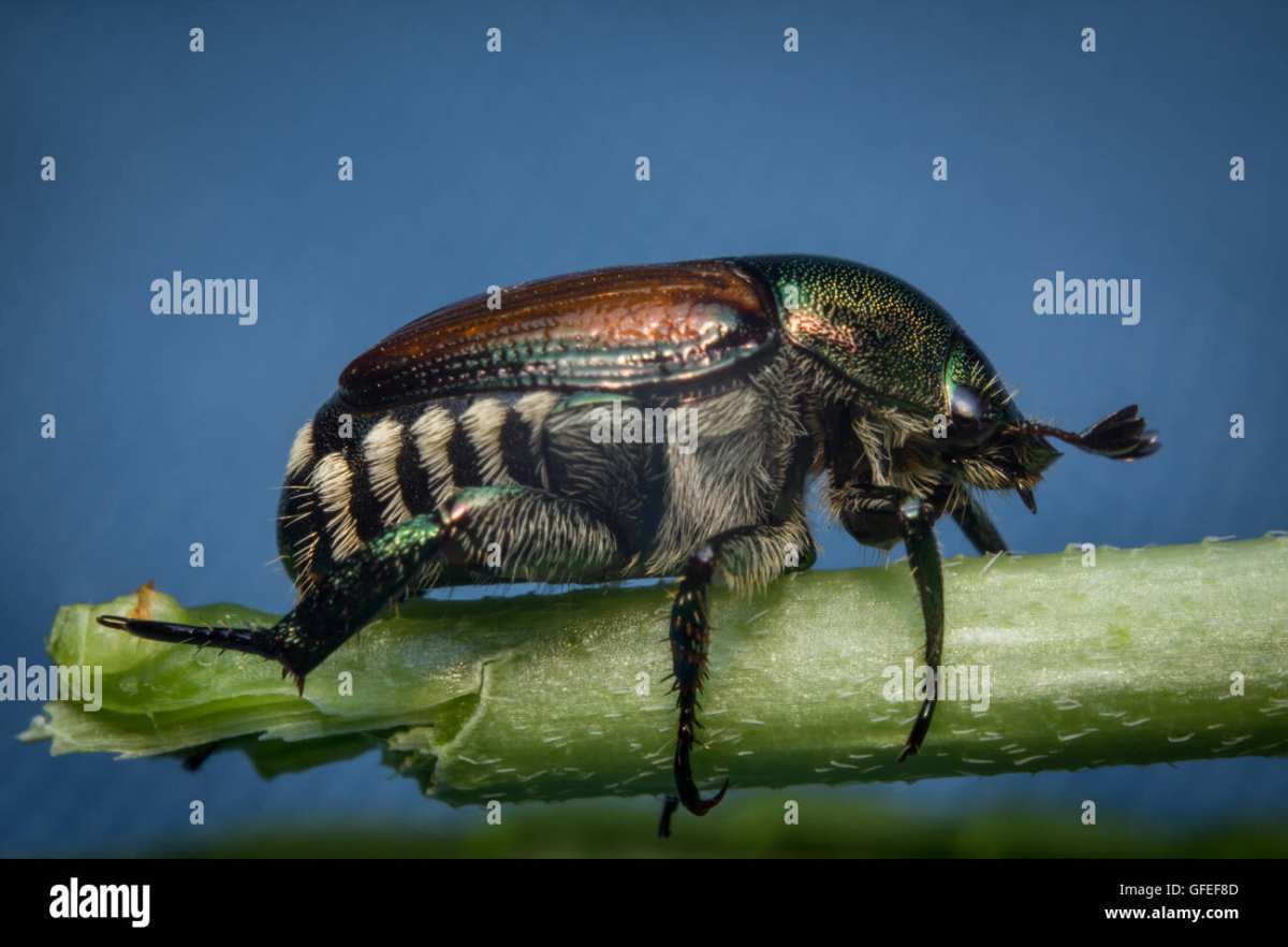 Japanese beetle on leaf grub life cycle