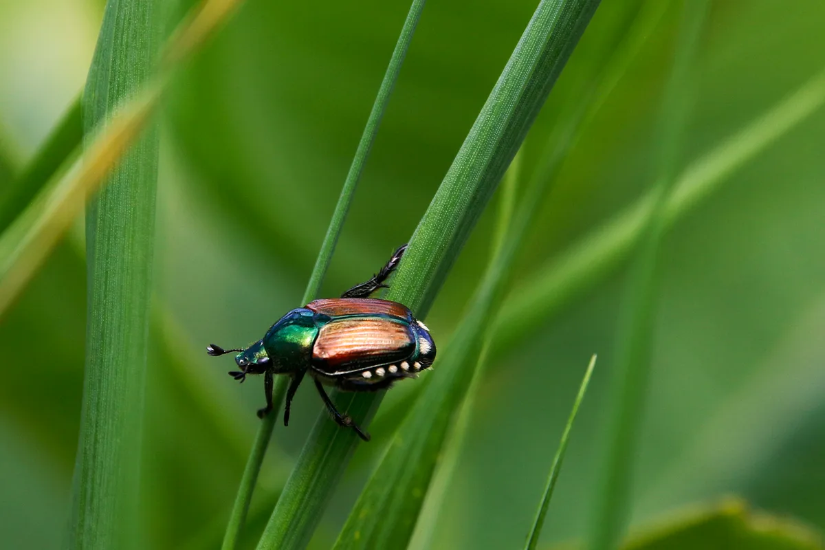 Japanese beetle on strawberry leaf