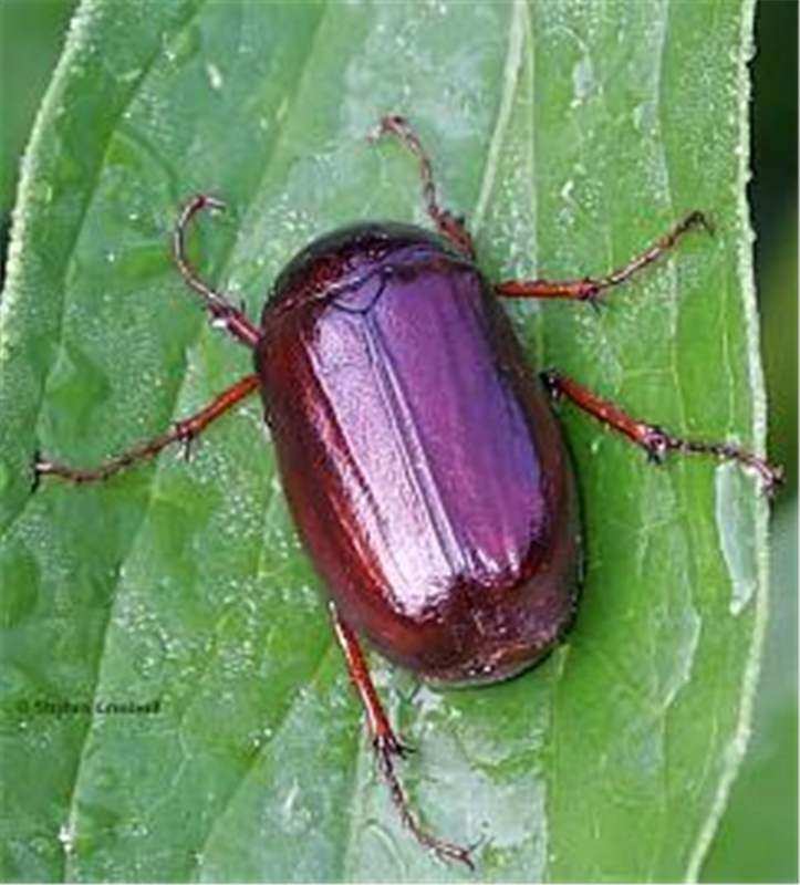 june beetle on green leaf