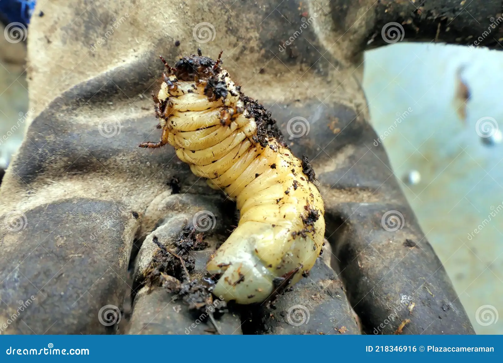 june bug grub appearance