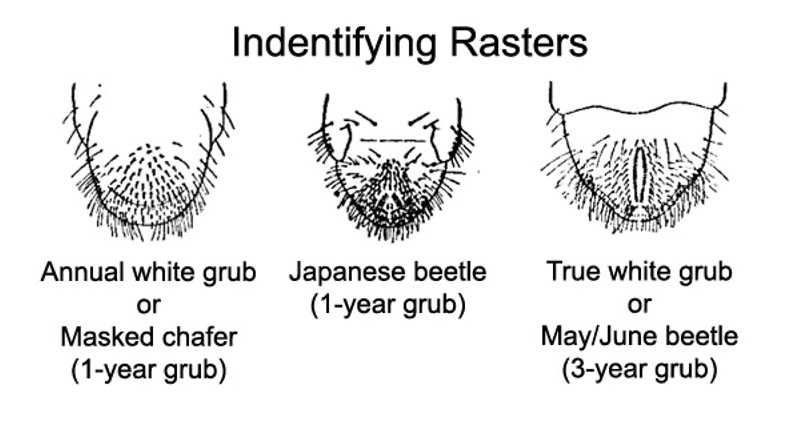 June bug grub raster pattern