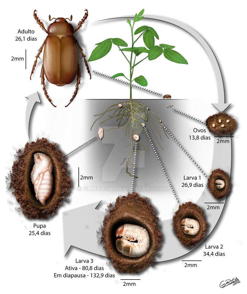 june bug life cycle diagram