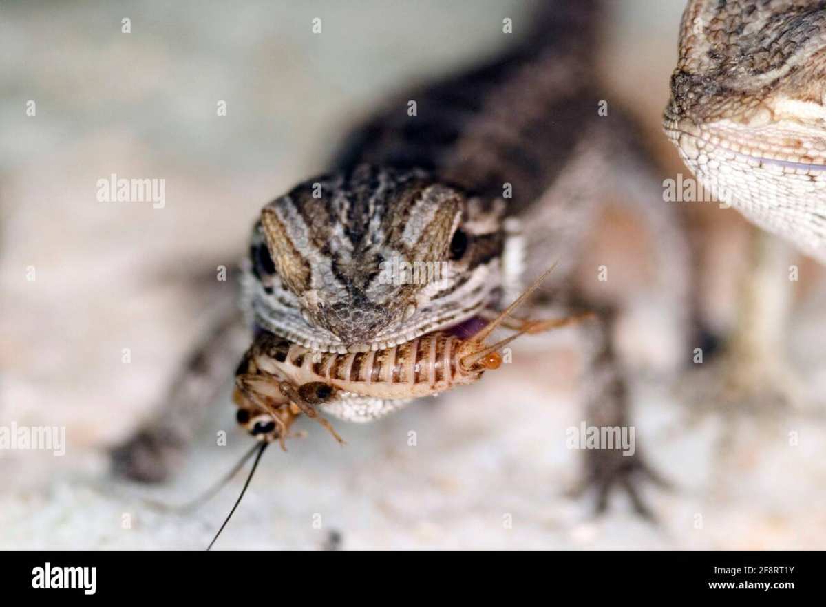 juvenile bearded dragon live feeding