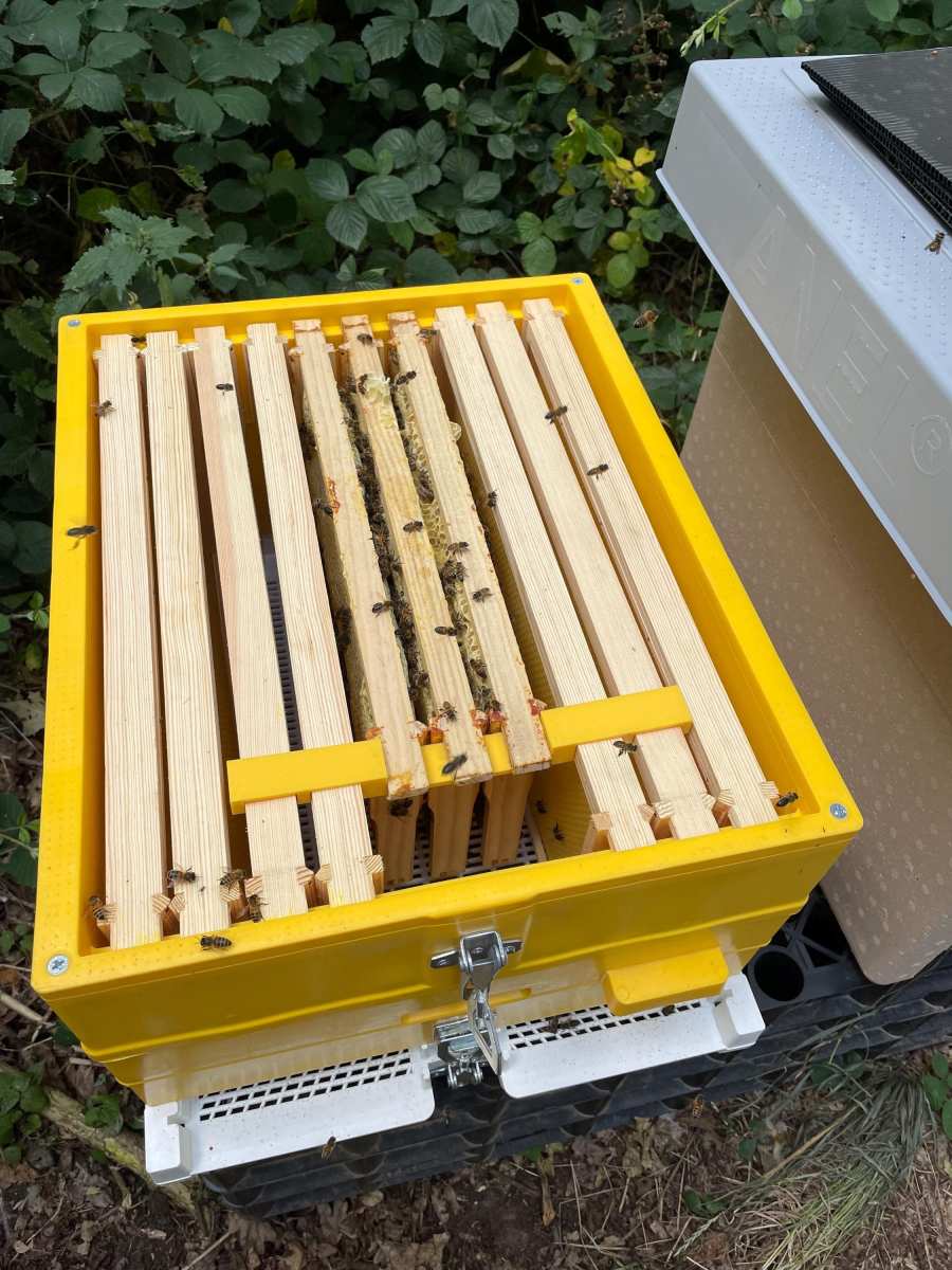 Langstroth hive frame removal