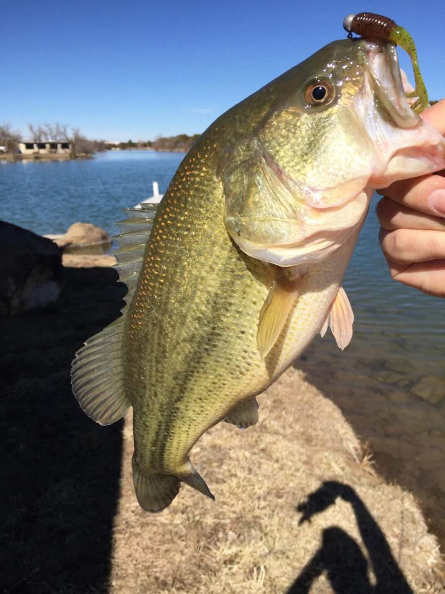 largemouth bass caught on curly tail grub