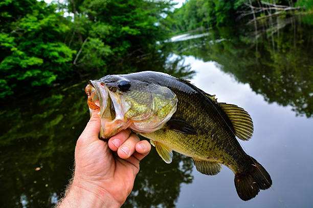 largemouth bass holding grub