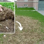 lawn grub damage on residential turfgrass