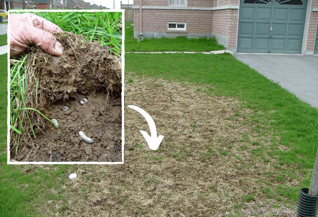 lawn grub damage on residential turfgrass