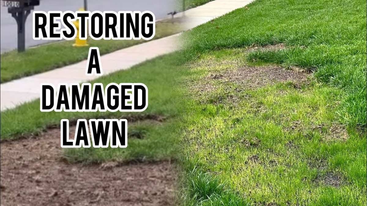 lawn grub damage repair