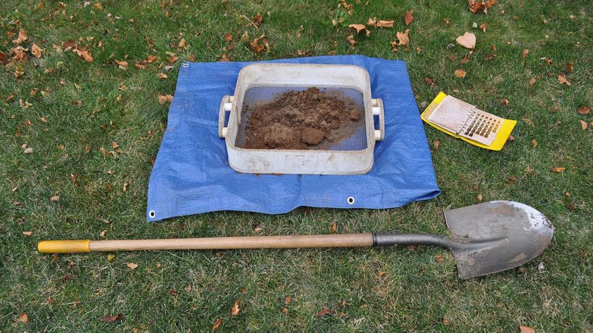 lawn grub test digging soil