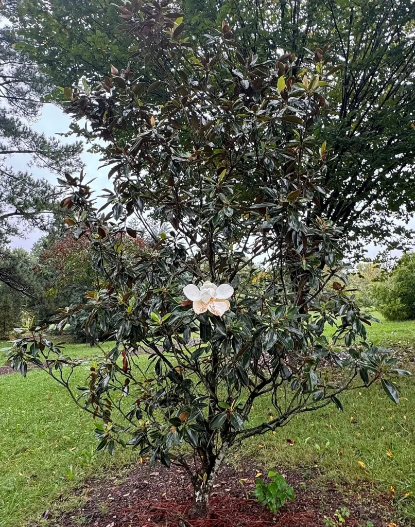Little Gem magnolia bloom close up