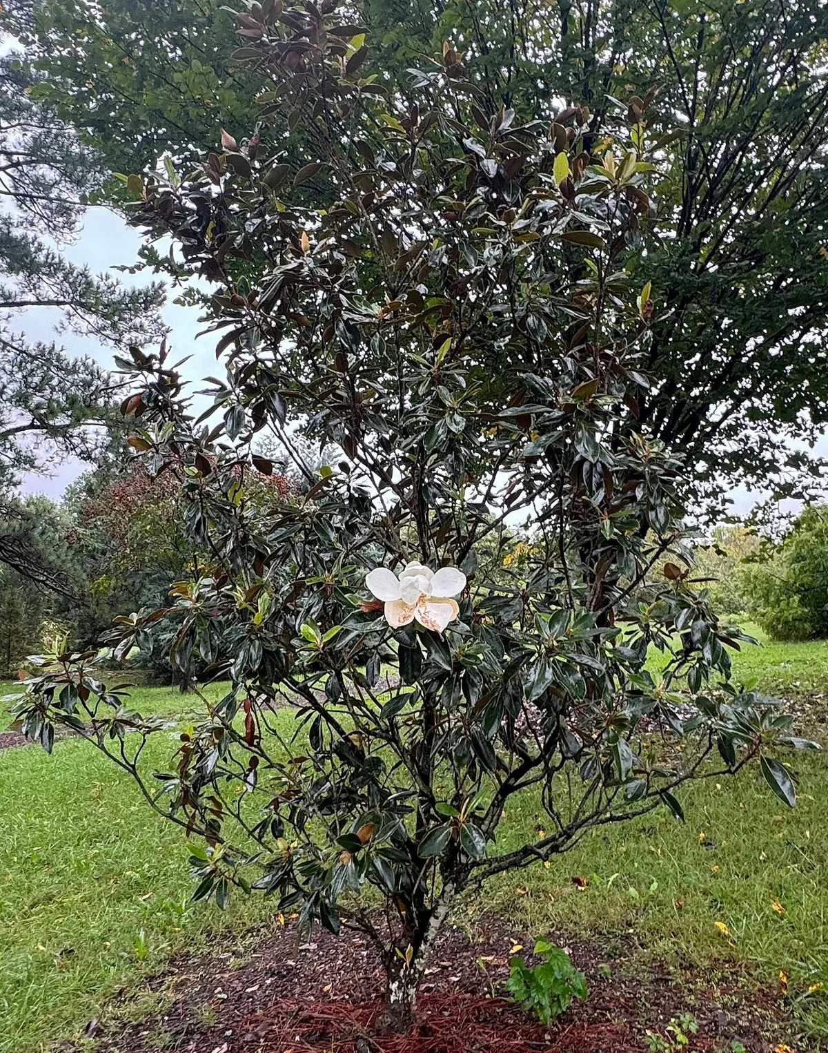 Little Gem magnolia bloom close up