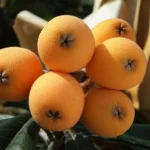 loquat tree with brown leaves