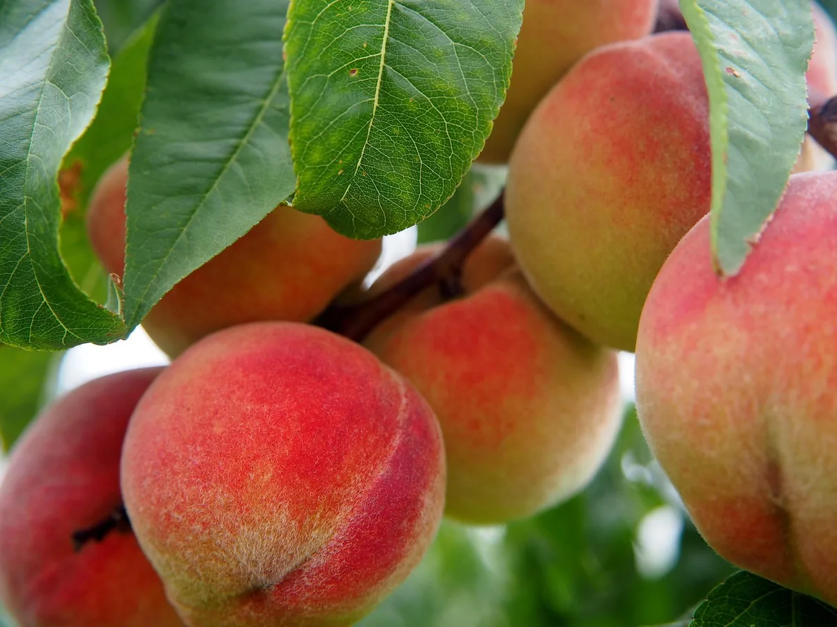 magnesium deficiency in peach leaves