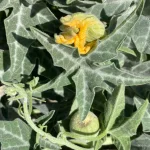 male vs female cucumber flower side by side comparison