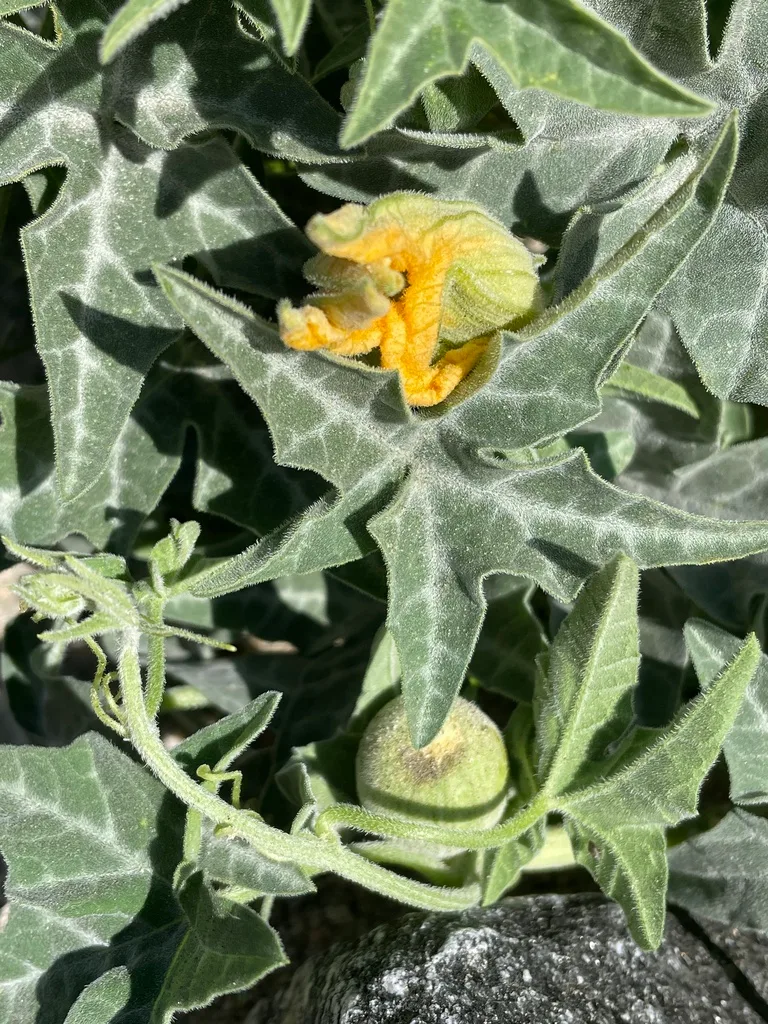 male vs female cucumber flower side by side comparison