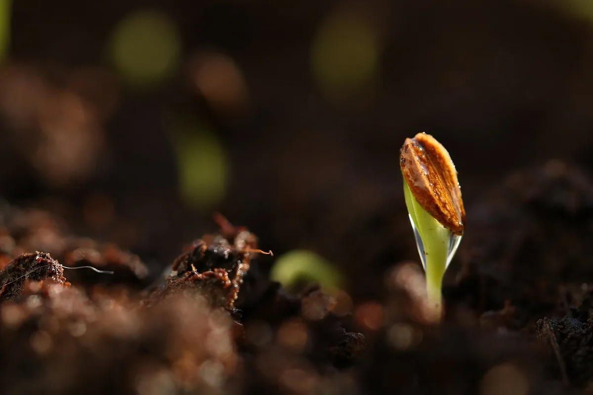 mango seed splitting naturally during germination with root emerging