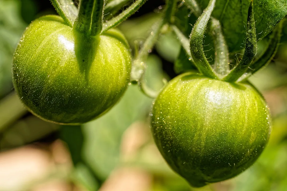 moldy tomato vs healthy wrinkled tomato