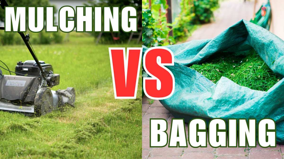 mulching vs bagging