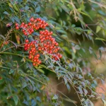 Nandina domestica shrub with healthy foliage