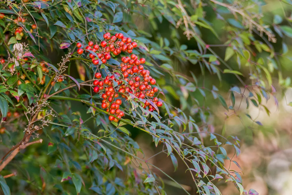 Nandina domestica shrub with healthy foliage
