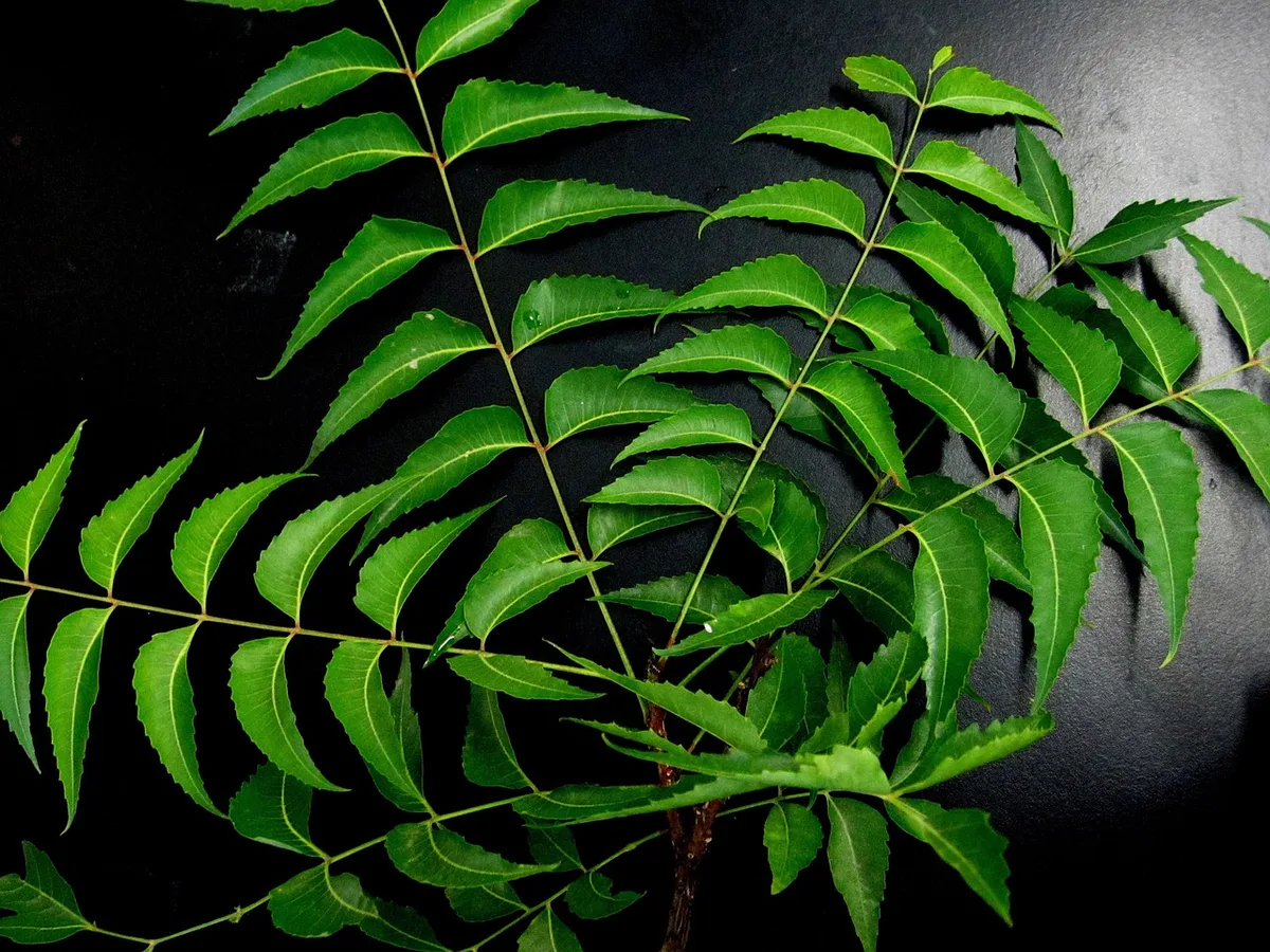 neem oil spraying houseplant