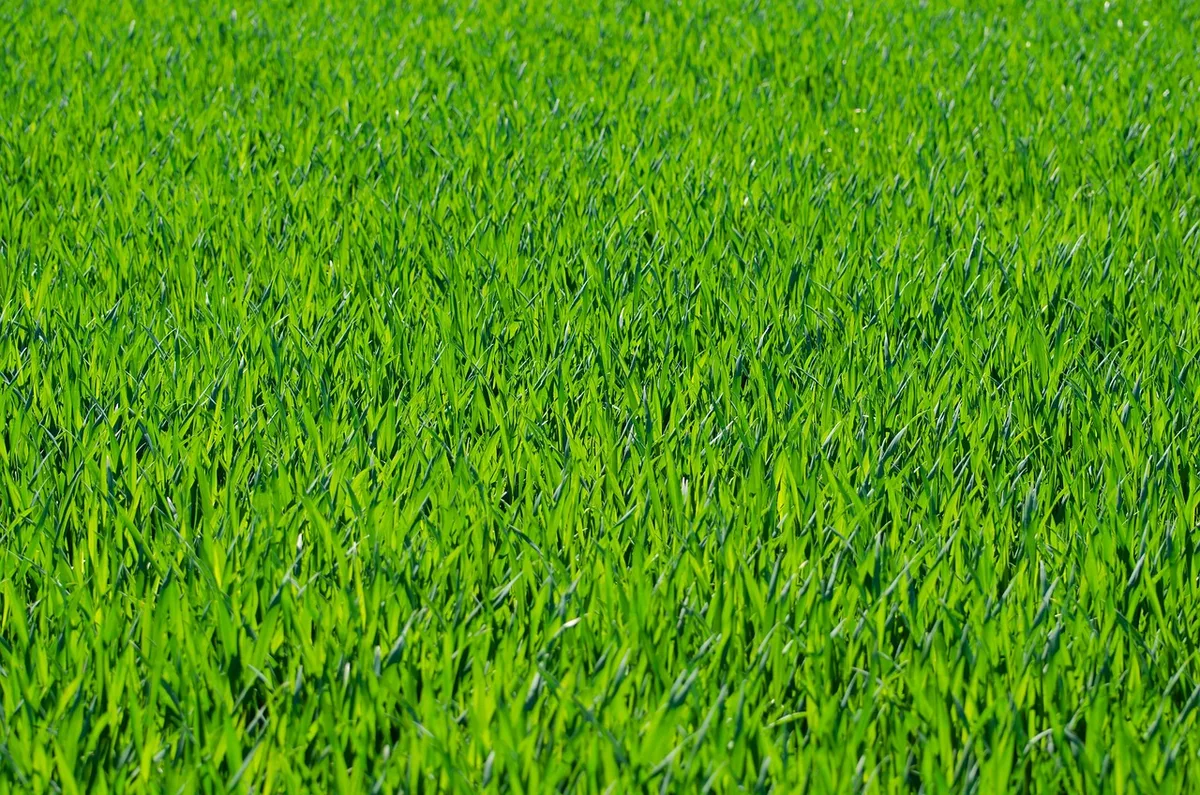 New grass seedlings emerging after reseeding