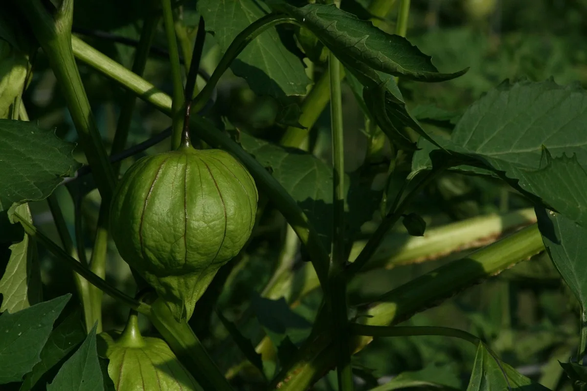 nitrogen deficiency in tomatillo leaves